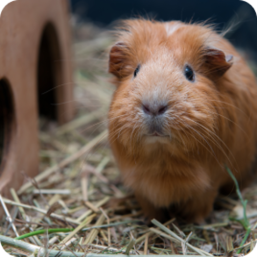 Een schattige lichtbruine cavia staat voor een hok omgeven door hooi.