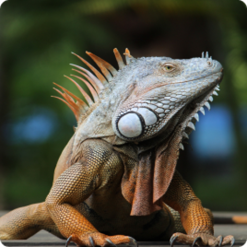Een exotisch reptiel in groene en oranje kleuren.