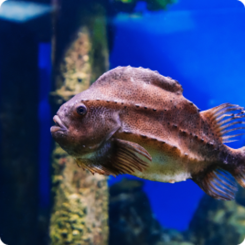 Een rode vis zwemmend in een aquarium.