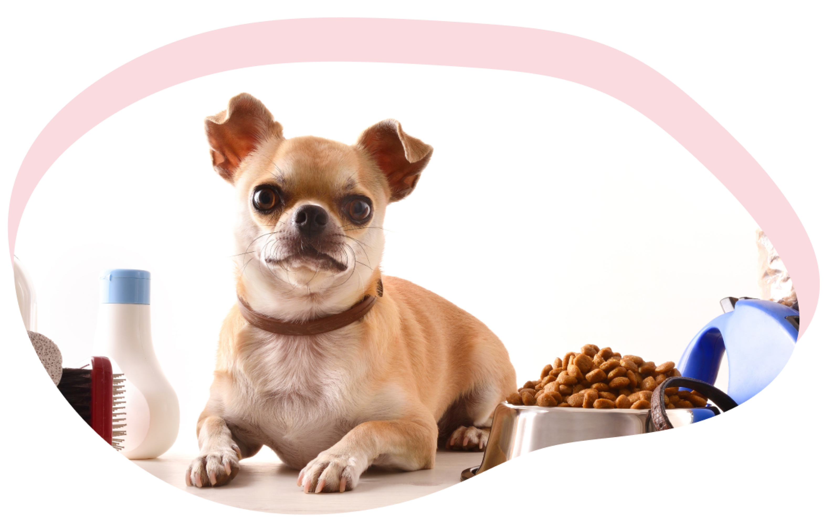 Een chihuahua poseert kijkend in de lens tussen een fles verzorgingsproduct, een kommetje met hondenbrokken en een blauwe leiband.