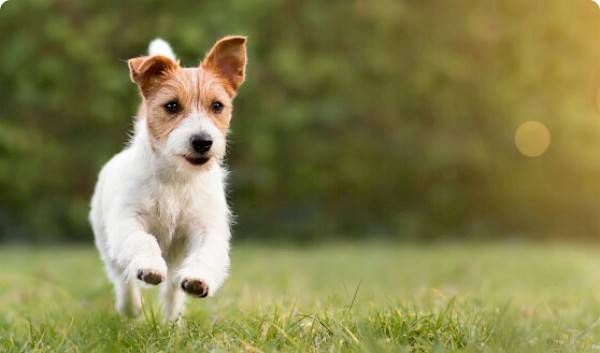 Klein wit hondje lopend in het gras