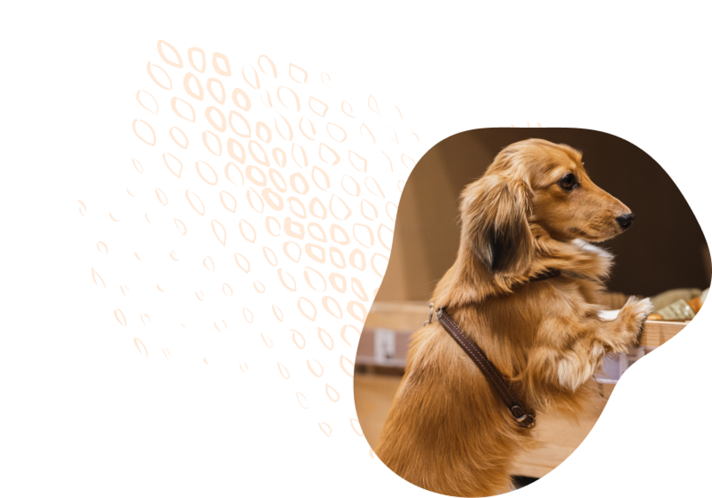 Een bruin hondje staat met de pootjes op een kistje te kijken naar het aanbod van snacks voor honden in de dog snack store van Duponzoo.