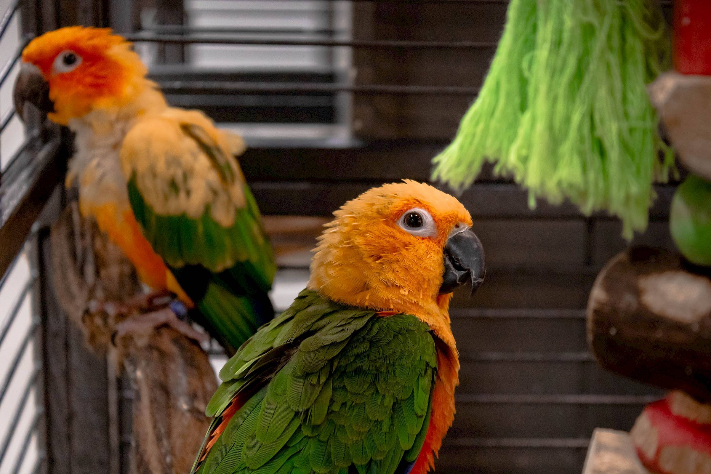 Vogel met een oranje borst kijkt in de lens van de camera
