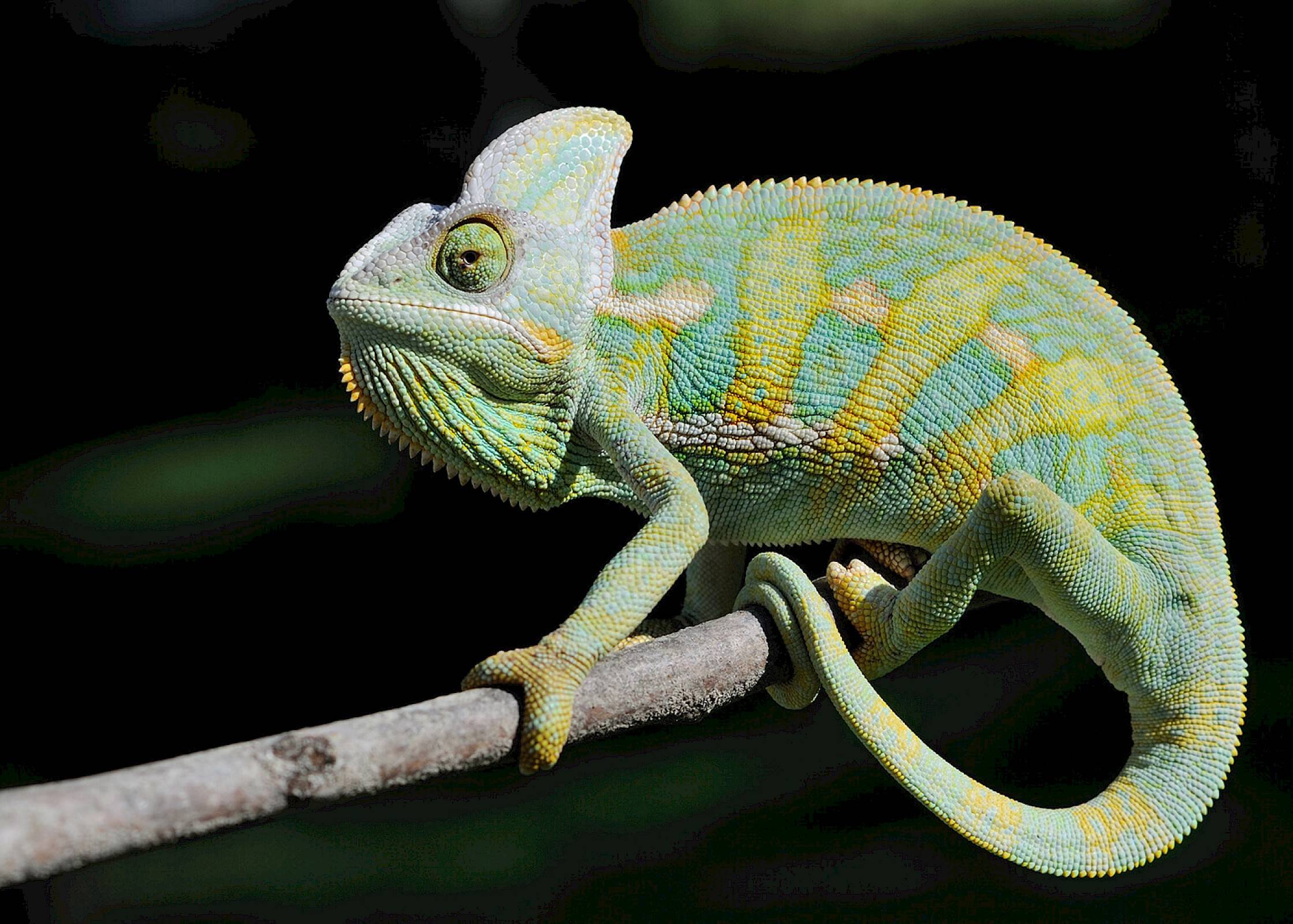 Groene kameleon zittend op een stok.