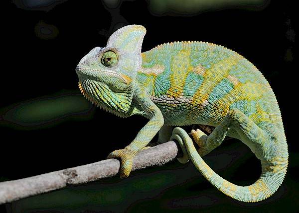 Groene kameleon zittend op een stok.