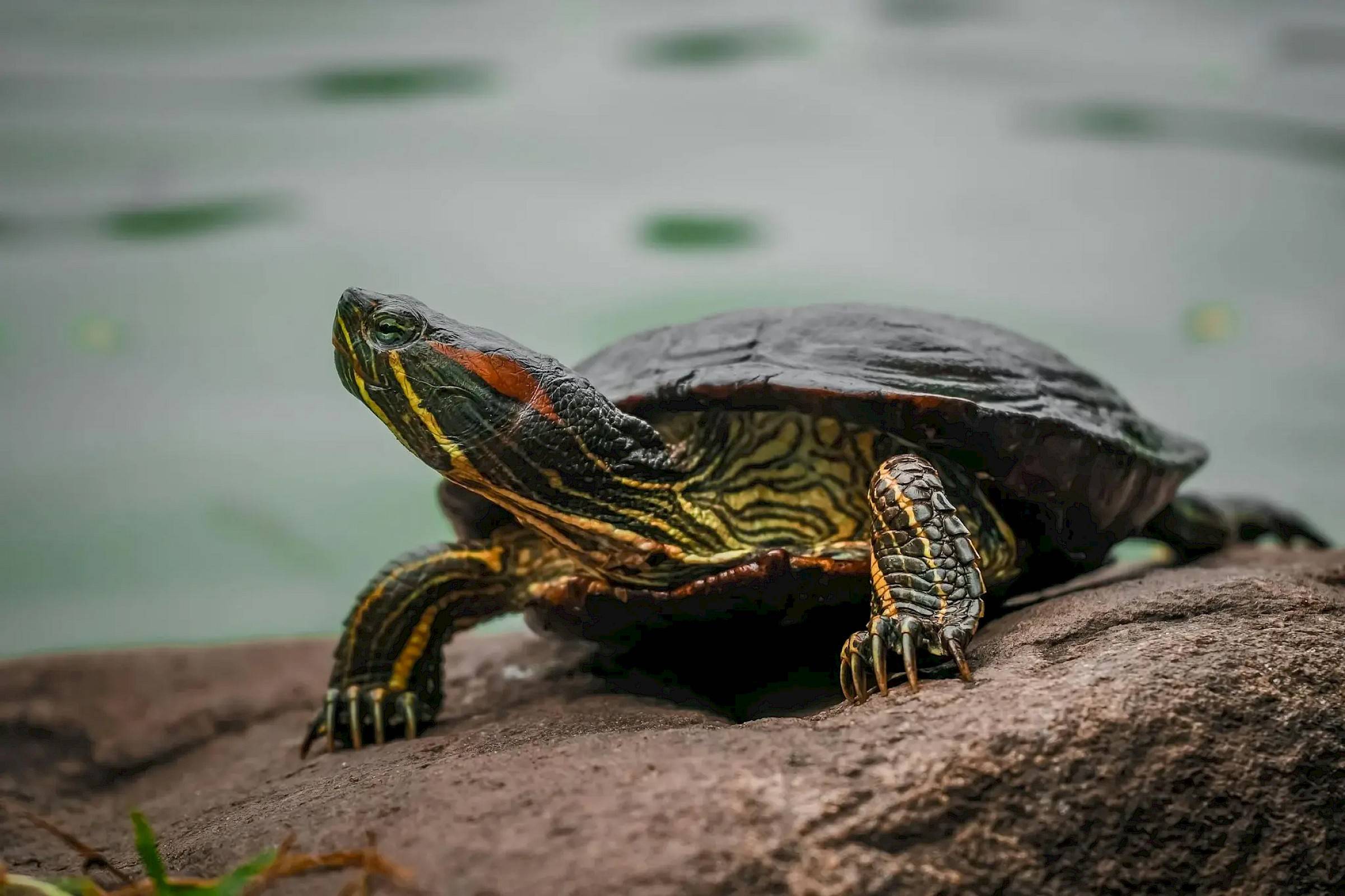 Een klein waterschildpadje rustend op een steen.