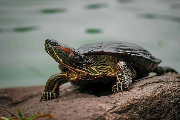 Een klein waterschildpadje rustend op een steen.