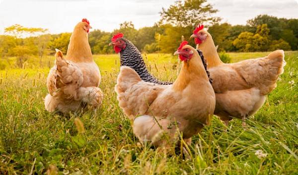 Vier kippen, waarvan drie bruine en één zwart-grijze, in een groen grasveld met bomen op de achtergrond.