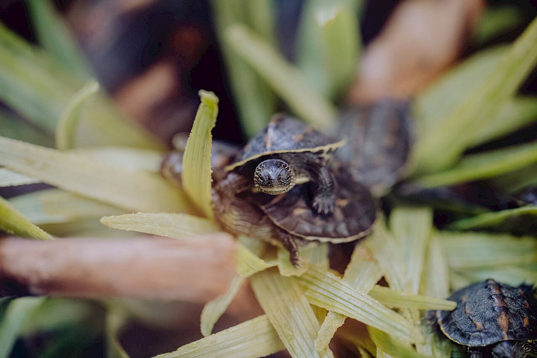 Vijf kleine waterschildpadden zwemmend in een aquarium gevuld met groene elementen.