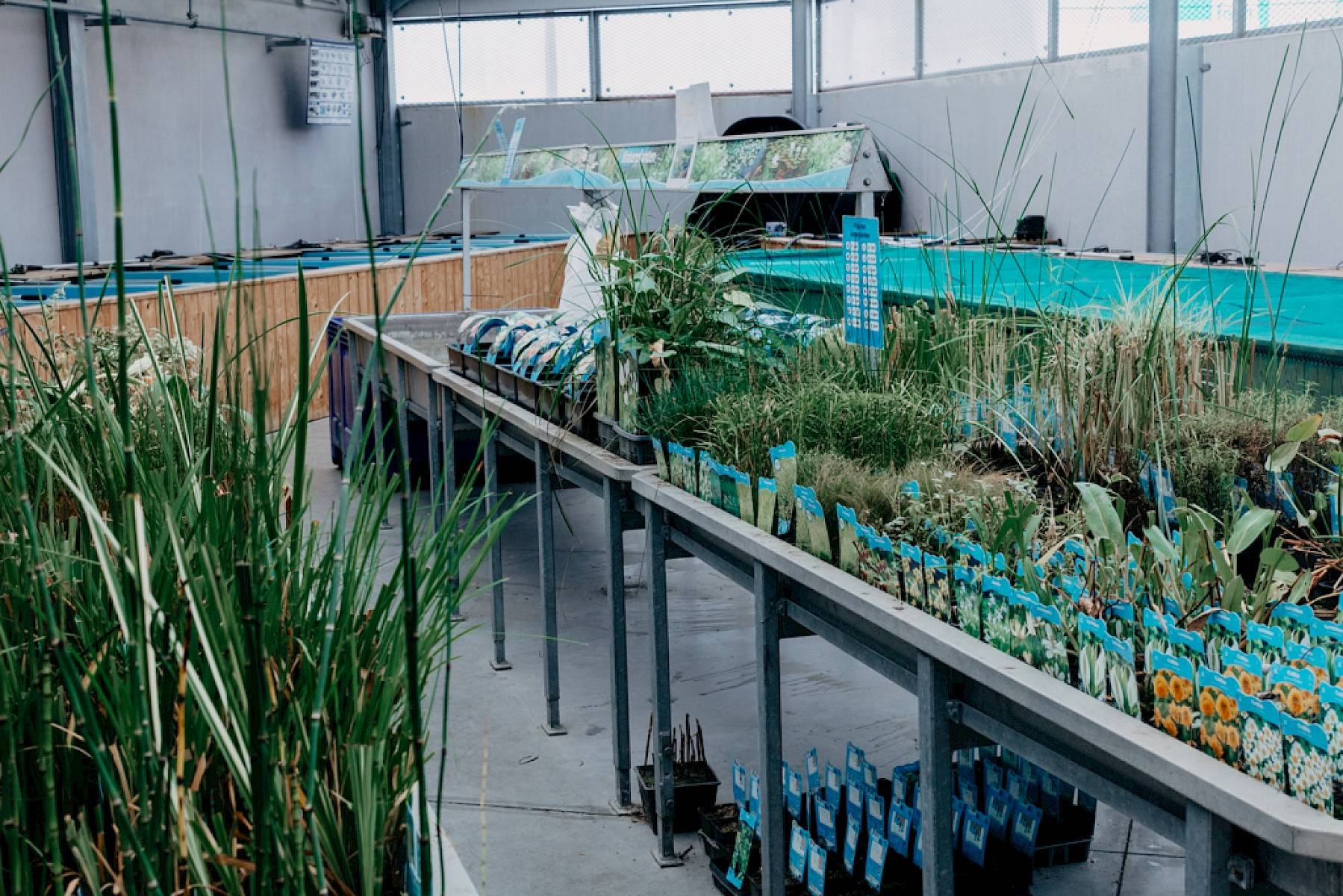 Aanbod vijverplanten in de winkel van Duponzoo.