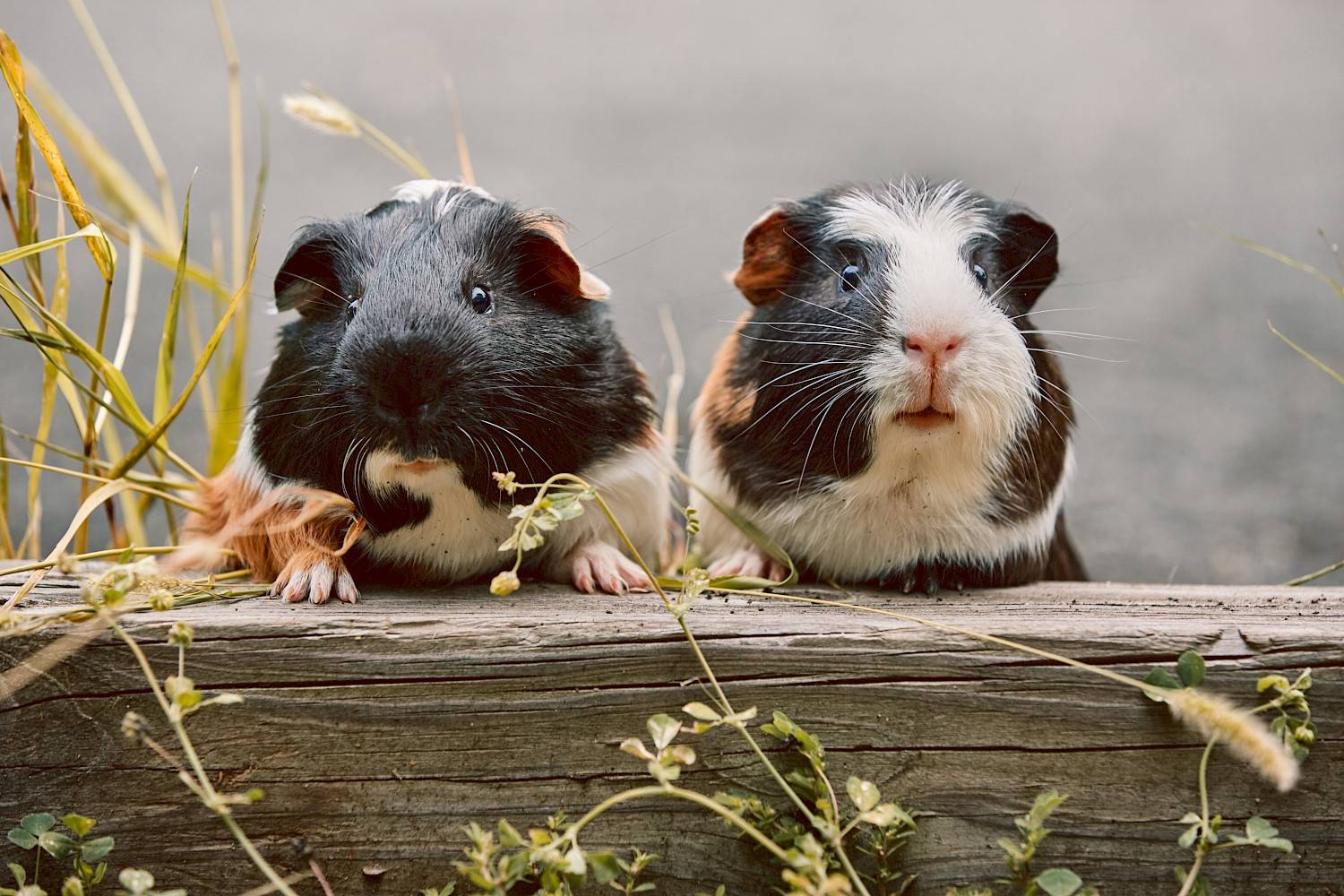 twee schattige cavia's met krul op het hoofd eten gras in park