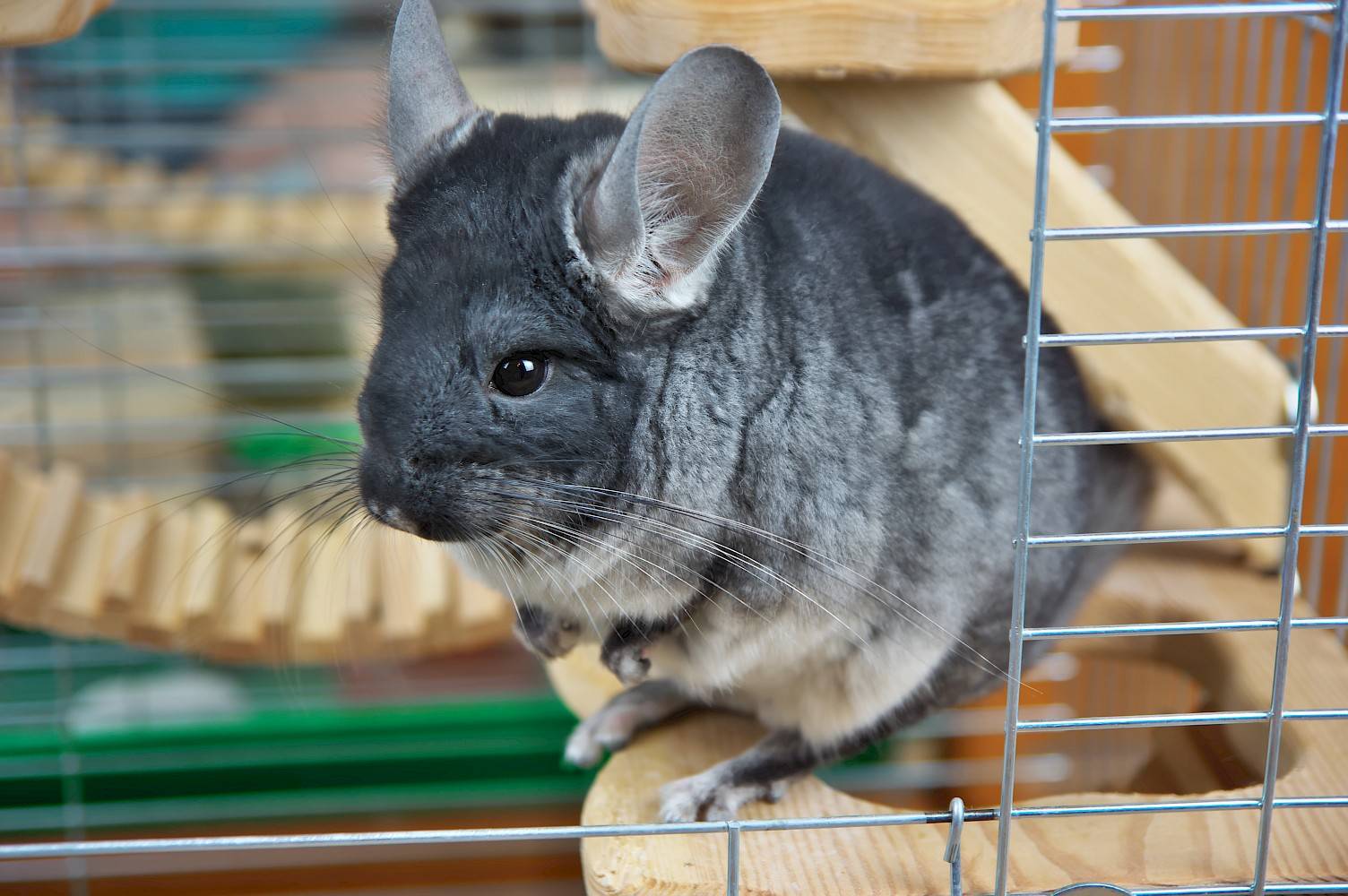 Kleine grijze chinchilla in een kooi