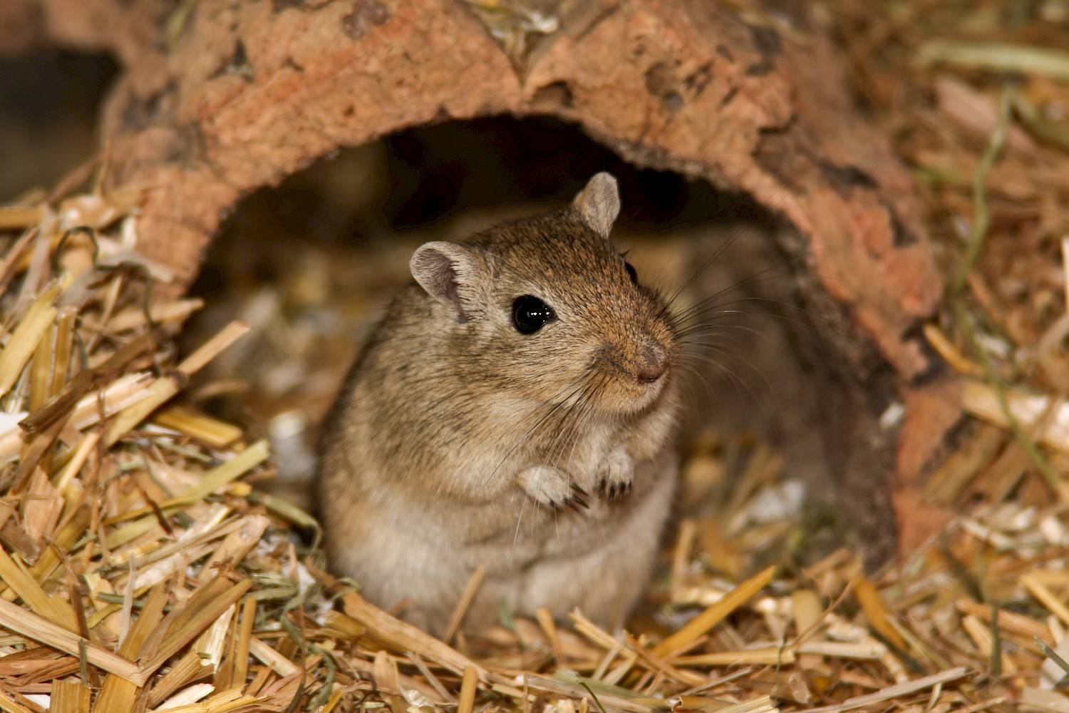 Gerbil in schorsgrot op hooi