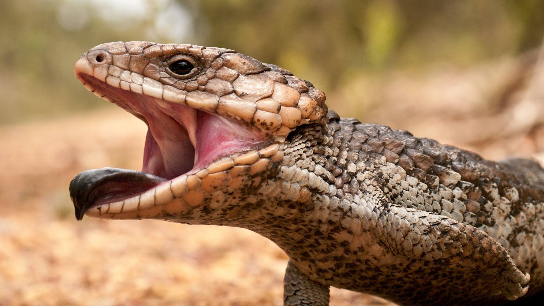 dreigende blauwtongskink