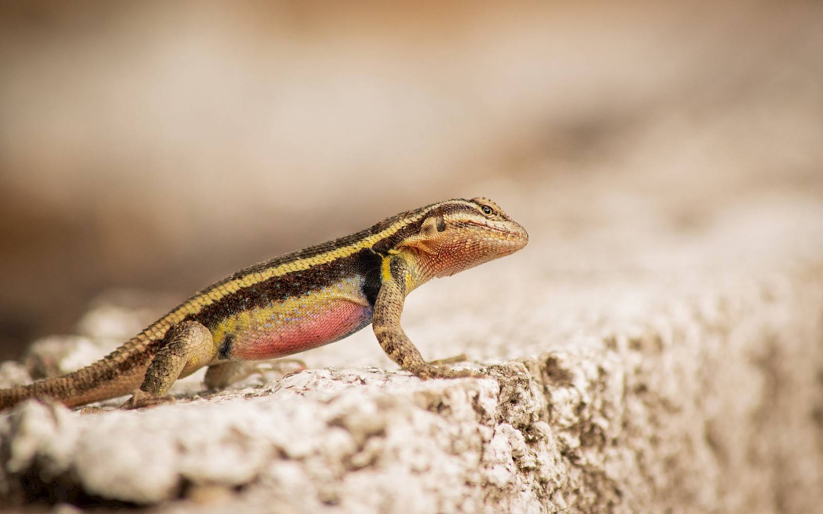 roodbuikige gekko op steen