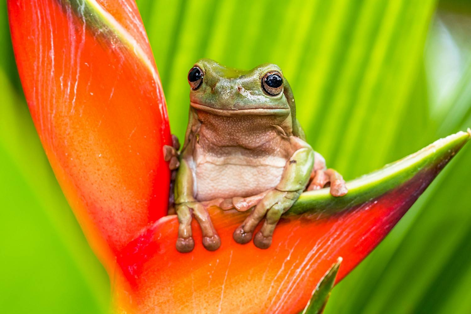 koraalteenboomkikker op rood blad