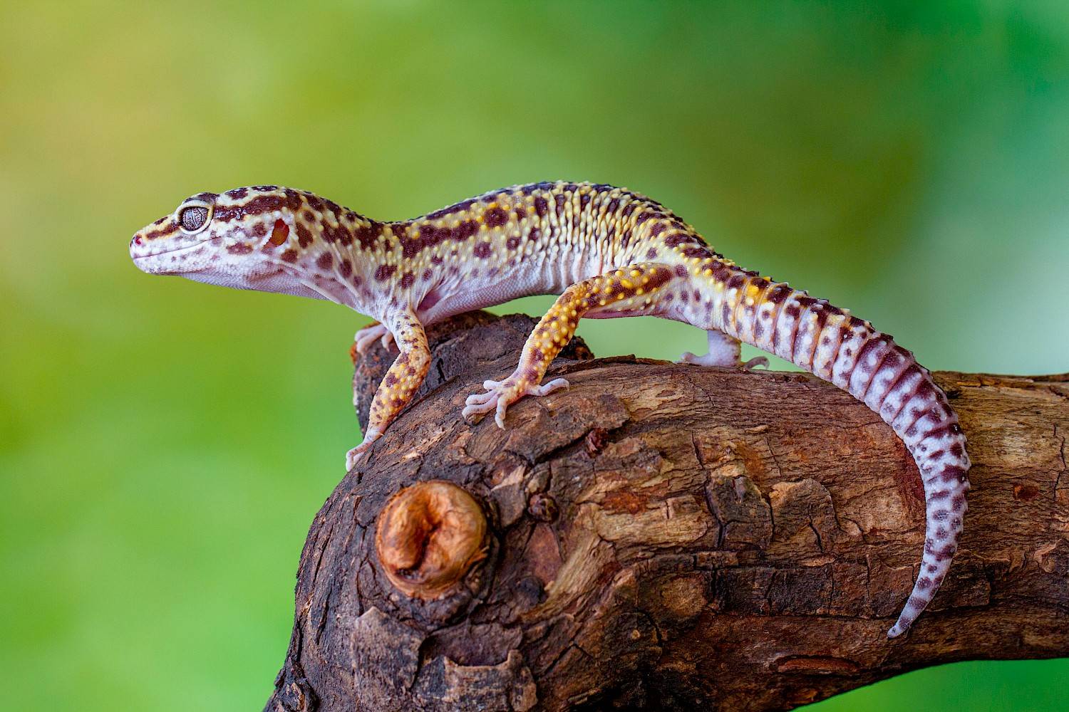 luipaardgekko op tak - groene achtergrond