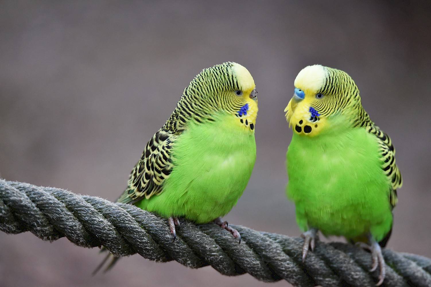 groene parkieten op touw