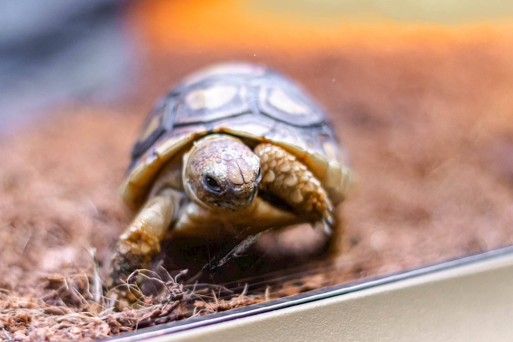 landschildpad