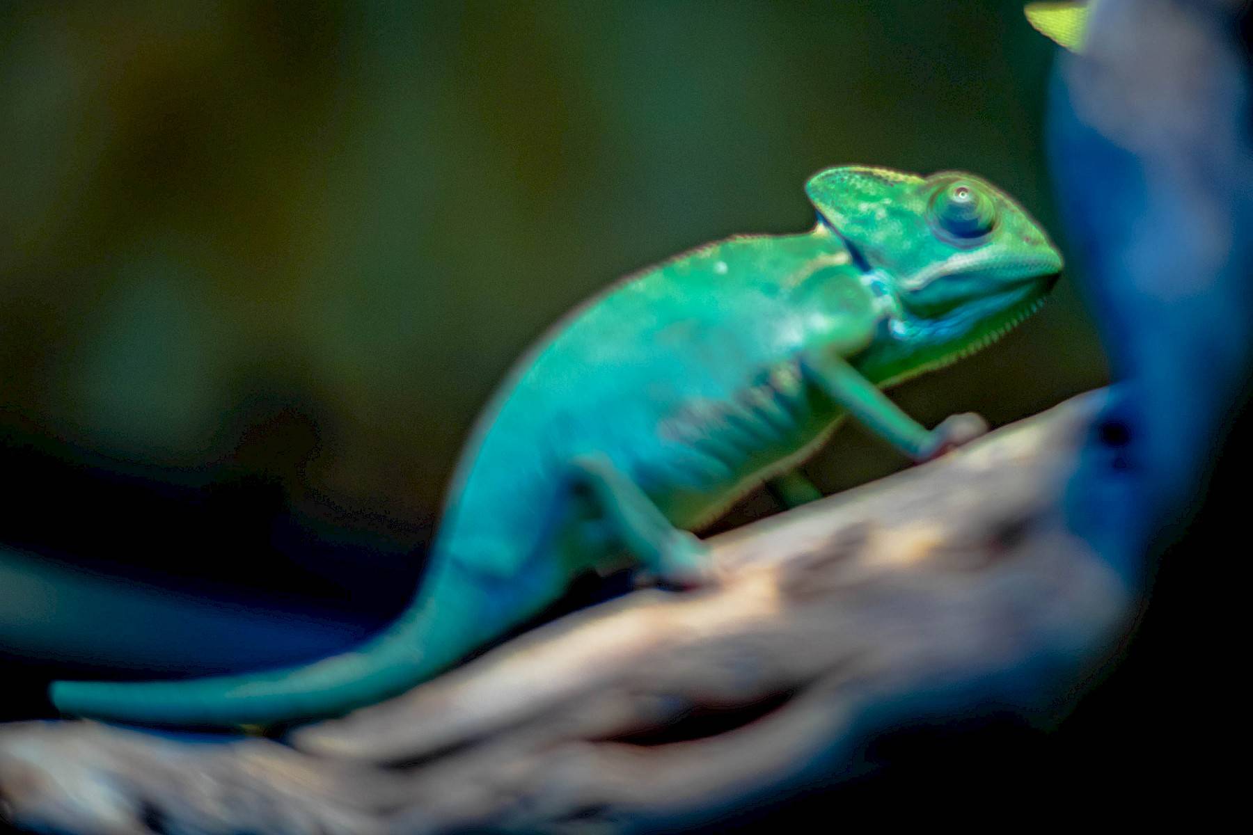 groene kameleon