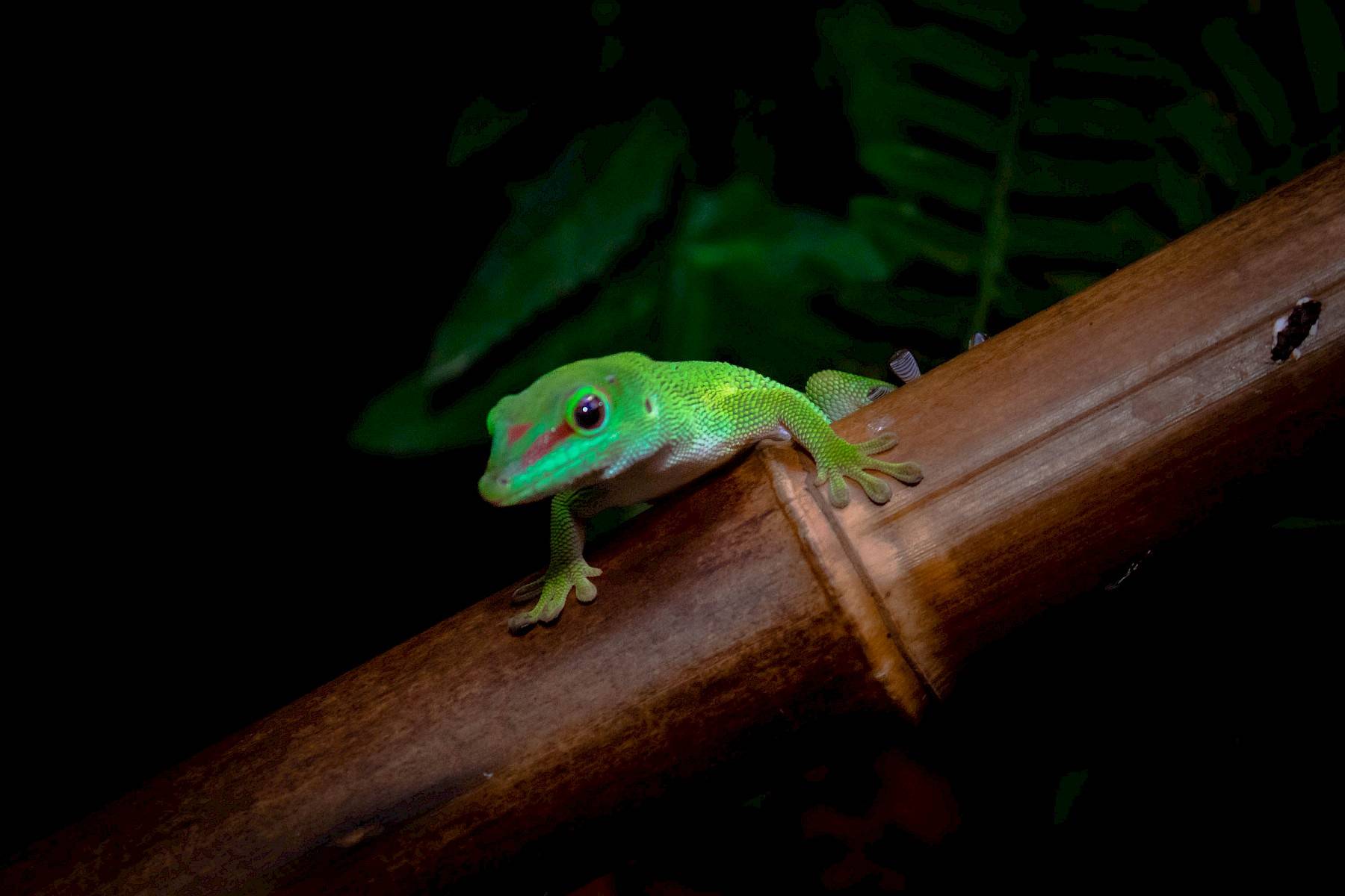 newt
